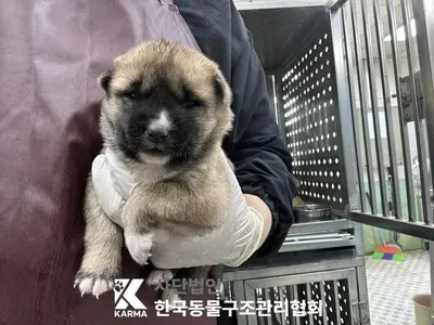믹스견 사진