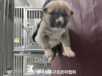 믹스견 사진