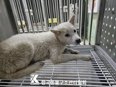 믹스견 사진