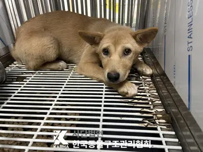 믹스견 사진