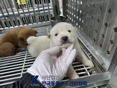 믹스견 사진
