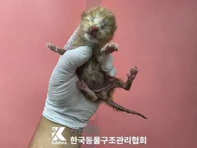 한국 고양이 사진