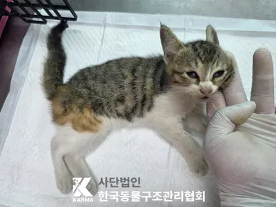 한국 고양이 사진