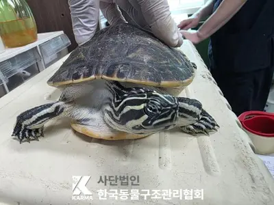 기타축종 사진