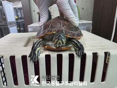 기타축종 사진