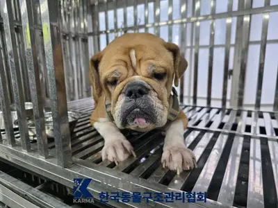 프렌치 불독 사진