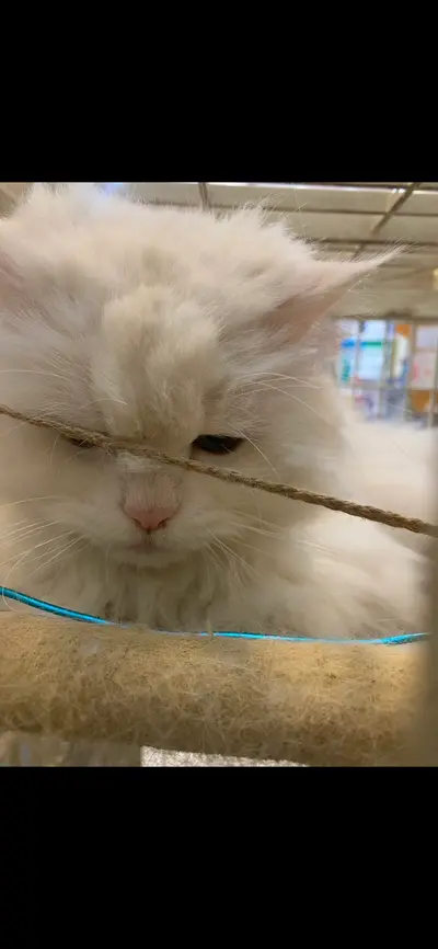 믹스묘 사진