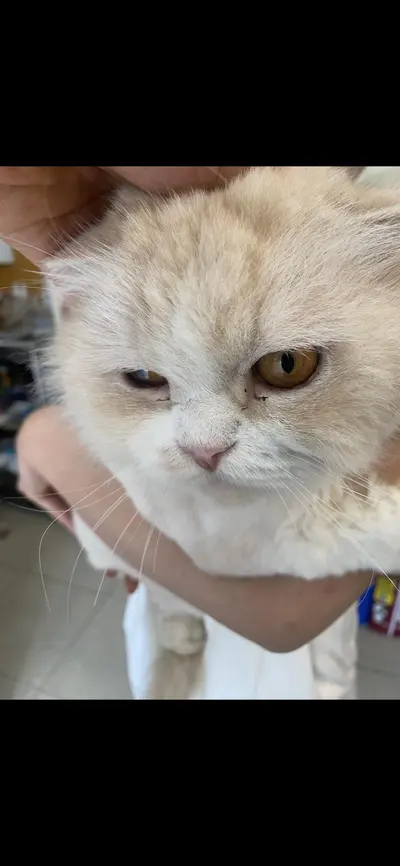 페르시안 사진