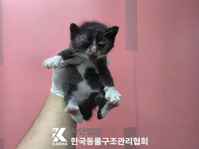 한국 고양이 사진
