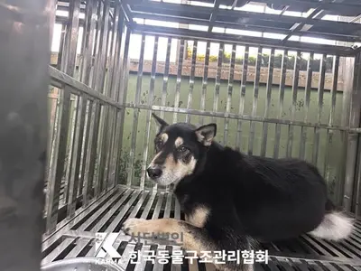 믹스견 사진