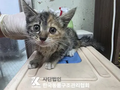 한국 고양이 사진