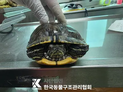 기타축종 사진