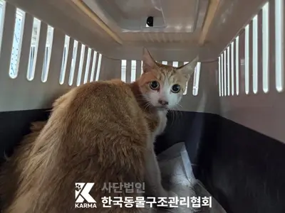 한국 고양이 사진