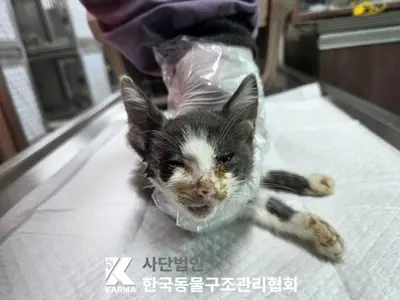 한국 고양이 사진