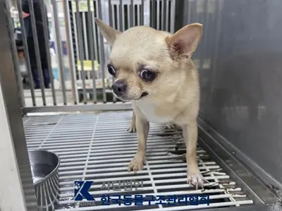 치와와 사진