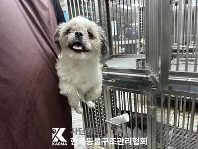 시츄 사진