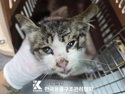 한국 고양이 사진