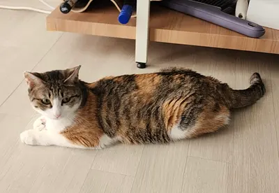 한국 고양이 사진