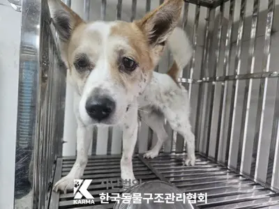 믹스견 사진