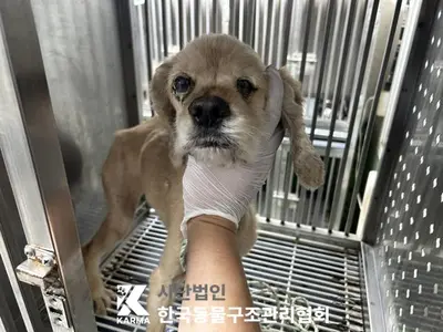 코카 스파니엘 사진