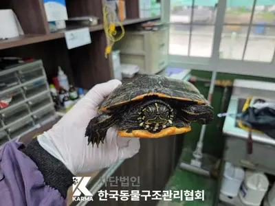 기타축종 사진