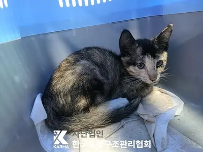 한국 고양이 사진