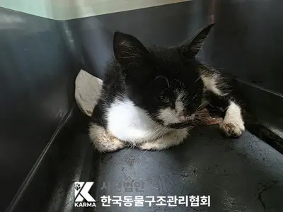 한국 고양이 사진