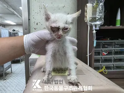 한국 고양이 사진