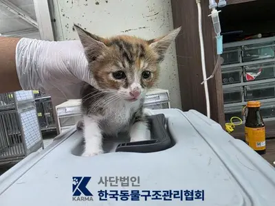 한국 고양이 사진