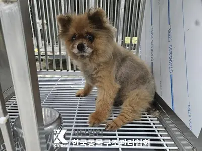 포메라니안 사진