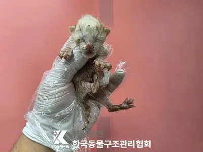 한국 고양이 사진