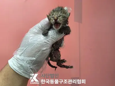 한국 고양이 사진