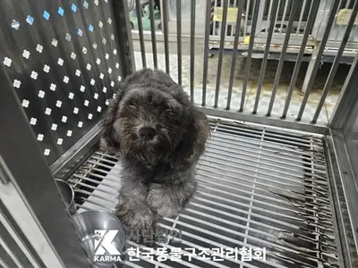 믹스견 사진