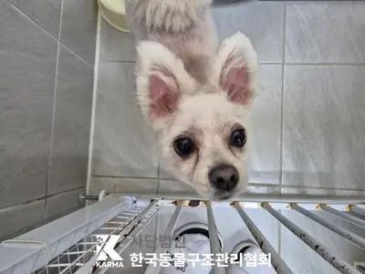 믹스견 사진