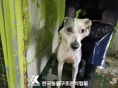믹스견 사진