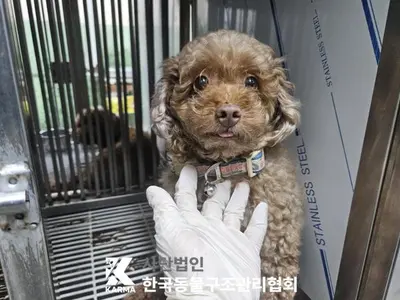 푸들 사진