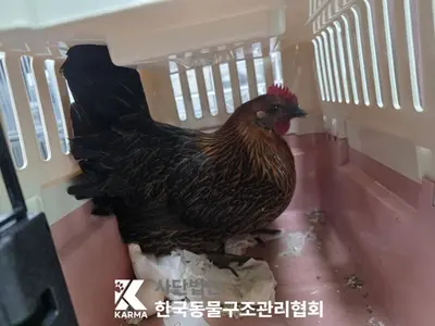기타축종 사진