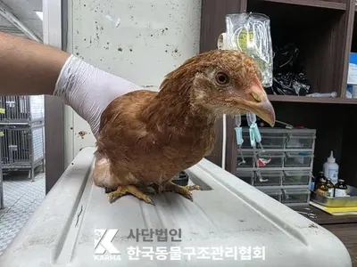 기타축종 사진
