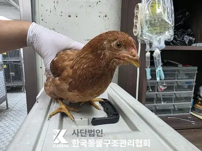 기타축종 사진