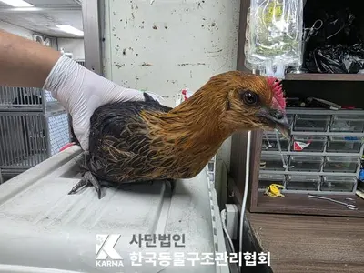 기타축종 사진