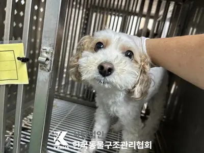 믹스견 사진