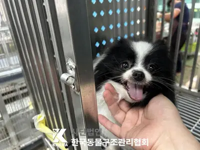 포메라니안 사진