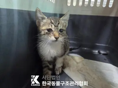 한국 고양이 사진