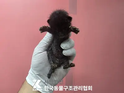 한국 고양이 사진