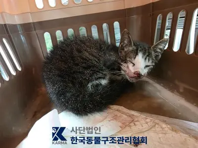 한국 고양이 사진