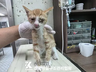 한국 고양이 사진