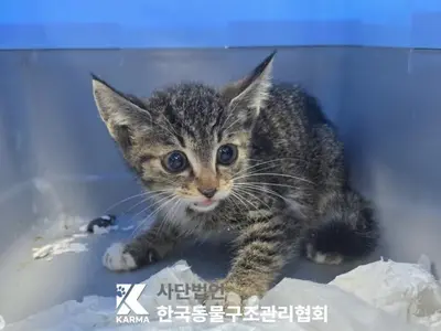 한국 고양이 사진