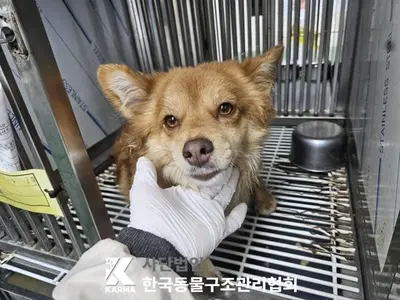 믹스견 사진