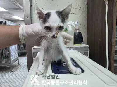 한국 고양이 사진