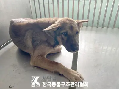 믹스견 사진